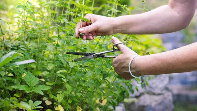 Ernährung während der Schwangerschaft