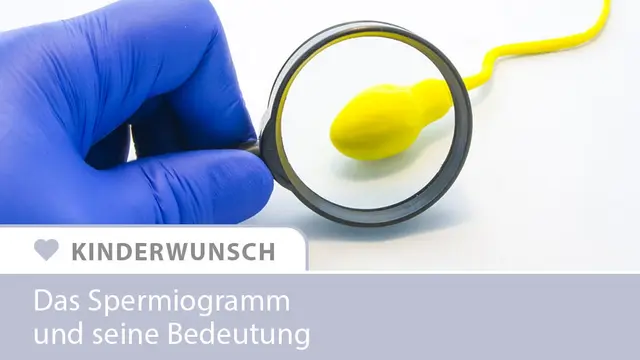 Spermiogramm - Infografik