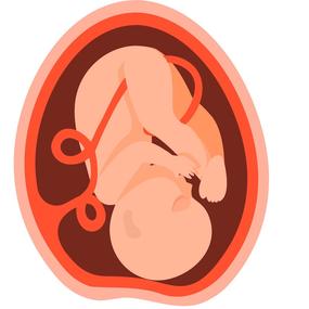 9. Monat - Baby Entwicklung