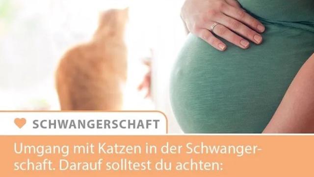 Haustiere während der Schwangerschaft