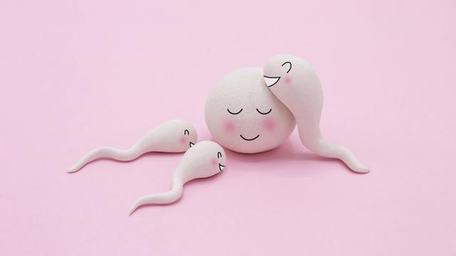 Spermien und Eizelle interagieren, bedingt durch Folsäure