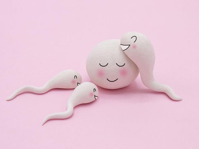 Spermien und Eizelle interagieren, bedingt durch Folsäure